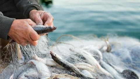 Berufsporträt Fischwirt (Küstenfischerei und Kleine Hochseefischerei)*